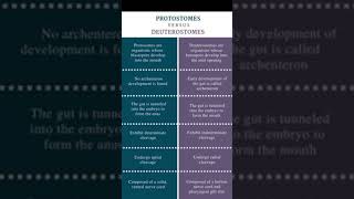 Difference between Protostomes and Deuterostomes [upl. by Loferski]