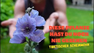 TibetScheinmohn Meconopsis  AnzuchtVersuch  Dokumentation [upl. by Nehtan]