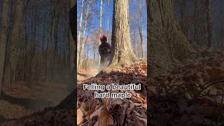 Logging hard maple 🪓 logging stihl loggingvideos [upl. by Pennebaker]