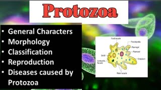 Introduction To Protozoa  Characters  Morphology  Reprodution  Types of protozoa  Diseases [upl. by Saval]