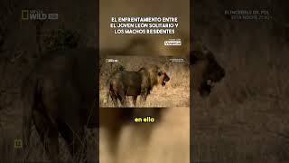 Pelea por el territorio Documental de leones salvajes animalessalvajes león [upl. by Soren302]