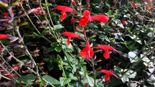 Salvia Coccinea  Scarlet Sage  Tropical Sage HD 01 [upl. by Macdermot435]