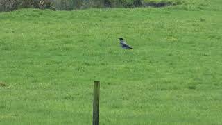 Hooded Crow  Bonte kraai  Groenekan NL  312024 [upl. by Pestana]