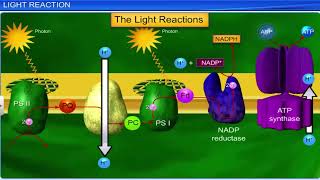 CBSE Class 11 Biology  Photosynthesis in Higher Plants  Full Chapter  By Shiksha House [upl. by Venice]