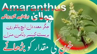 Amaranthus cholai چولائی medicine treatment therapy benefits uses [upl. by Aneele]