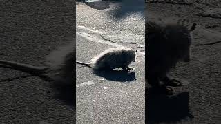 When playing possum goes wrong possum ontheroad michigan deteoit mrroadready [upl. by Irtimid]