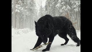 Two Largest Wolves ever caught on tape  Reaction  Dire Wolf Real or not [upl. by Susana]