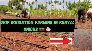 Drip irrigation Farming in Kenya Onions [upl. by Aynuat907]