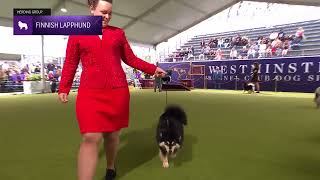 Finnish Lapphunds  Breed Judging 2024 [upl. by Yemaj25]