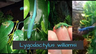 Lygodactylus williamsi hatchlings and eggs [upl. by Selle613]