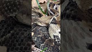 An incredible Rattlesnake reptiles nature snake animals animal wildlife [upl. by Sixele]