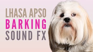 Lhasa Apso Barking Sounds Fixing Lhasa Apso Barking Problems [upl. by Desdemona]