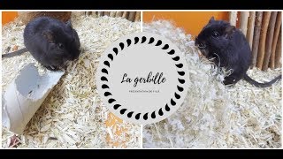 Tout savoir sur la Gerbille  Présentation de Fille [upl. by Clauddetta546]