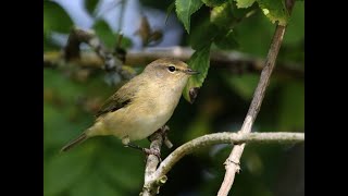 Chiffchaff 1h bird sound [upl. by Barabas]