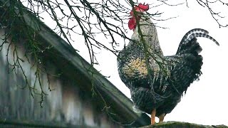 KOGUT PIEJE na KOMINIE🐔 [upl. by Retxab]