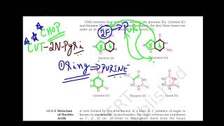 Video 6 Chapter 10 Biomolecules Tricks amp Tips to Recollect the Structure of Purines and Pyrimidines [upl. by Twyla]