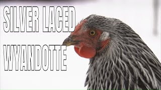 Chicken Breeds Silver Laced Wyandotte Chickens [upl. by Llenaj]