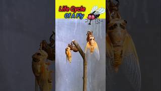 Life Cycle of a Fly ❤️fly insects animals ytshorts shorts wildlife entertainment bollywood [upl. by Analos]