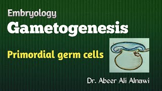 8 Embryology Gametogenesis  Part 1 Primordial germ cells Dr Abeer Ali Alnawi [upl. by Gnuhp]