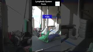 Lymphatic System Facts Shorts [upl. by Eisen]