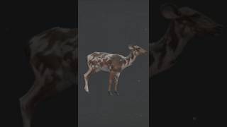 Piebald barasinghga thehuntercallofthewild cotw thehuntercotw cotwgameplay [upl. by Afton]