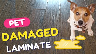 Damaged Laminate Flooring Repair  DIY  How to Fix Water Damaged Laminate Flooring  Pet Pee [upl. by Diad]