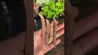 🌿Easily growing peas plantlapse viral short plants trending shorts timelapse [upl. by Eartha]