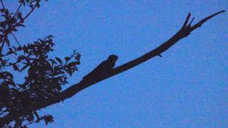 European Nightjar Call  Caprimulgus europaeus [upl. by Ovida789]