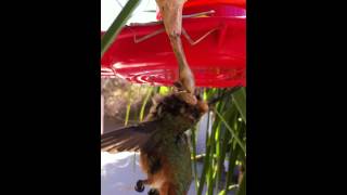 Praying Mantis kills hummingbird [upl. by Tombaugh]