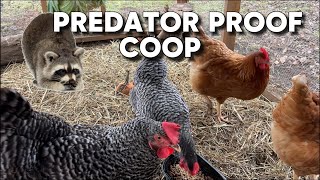 Finishing Up Our Predator Proofing on Chicken Coop backyardchickens chickens homestead [upl. by Zzabahs]