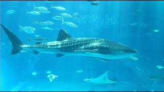 Balina köpekbalıkları Rhincodon typus  Okinawa Churaumi Akvaryumu Japonya 31082006 [upl. by Eugine647]