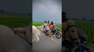 horseracing horseriding horse sharyat bullsrace shortvideo short shorts [upl. by Dayir]