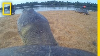 POV Ride on the Back of a Giant River Turtle  National Geographic [upl. by Naida]