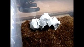 My mite infestation amp How to get rid of grain mites Feb 23 2016 [upl. by Remde]