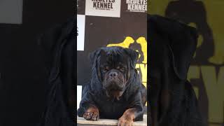 🔥 KARMAHH 🔥 🔥VOM TANNENFELD 🔥 pet dog india petvideos [upl. by Helms]