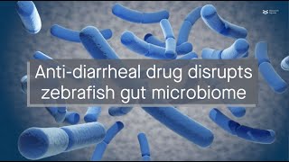 Antidiarrheal drug loperamide disrupts the zebrafish gut microbiome by inhibiting certain bacteria [upl. by Jared376]