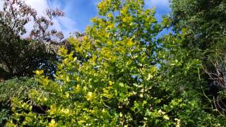 Ilex aquifolium Flavescens Moonlight Holly [upl. by Carlynne935]