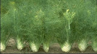 Skin Health Benefits of Fennel  Health Benefits of Fennel [upl. by Anitirhc900]