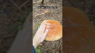 Obrovké Hřiby mushroom nature houby grzyby fungi boletus porcini pilze asmr funghi fyp [upl. by Eirbua]