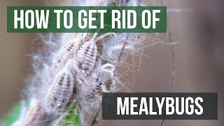 How to Get Rid of Mealybugs 4 Easy Steps [upl. by Zeph]