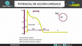 POTENCIAL DE ACCION CARDIACO [upl. by Romilly]