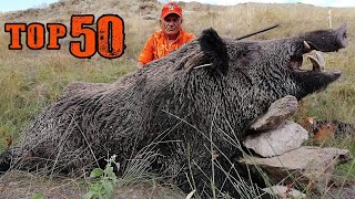 TOP 50 DOMUZ AVI EN İYİ SAHNELER TOP 50 WILD BOAR HUNTS  BEST SCENES [upl. by Anirok141]