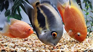 Uaru Red spotted Severum Cichlid Tank mates feeding [upl. by Tore]