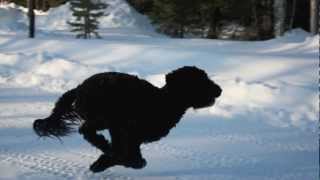 Barbet dog [upl. by Bren]