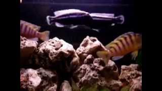 Malawi Cichlid Aggression [upl. by Komara]