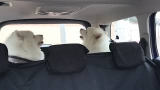 Howling Samoyed twins Gordo and Jefe accompanying Katherine Jenkins yet again 😍 [upl. by Feodor]