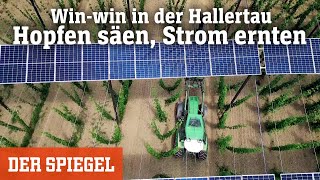 Winwin in der Hallertau Hopfen säen Strom ernten  DER SPIEGEL [upl. by Ecniuq315]