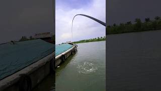 Bigggg Fish 🤯 River Fishing With Corn Bait By Fishing Rod। fishing river carp [upl. by Eirojam]