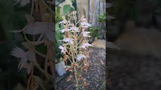 玉鳳蘭 habenaria pink egret 蘭花 plants orchid 植物 [upl. by Andriette]