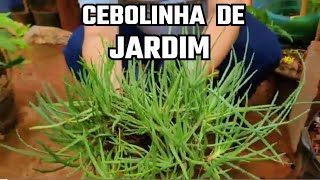 CEBOLINHA DE JARDIM  Bulbine frutescens [upl. by Jordison21]